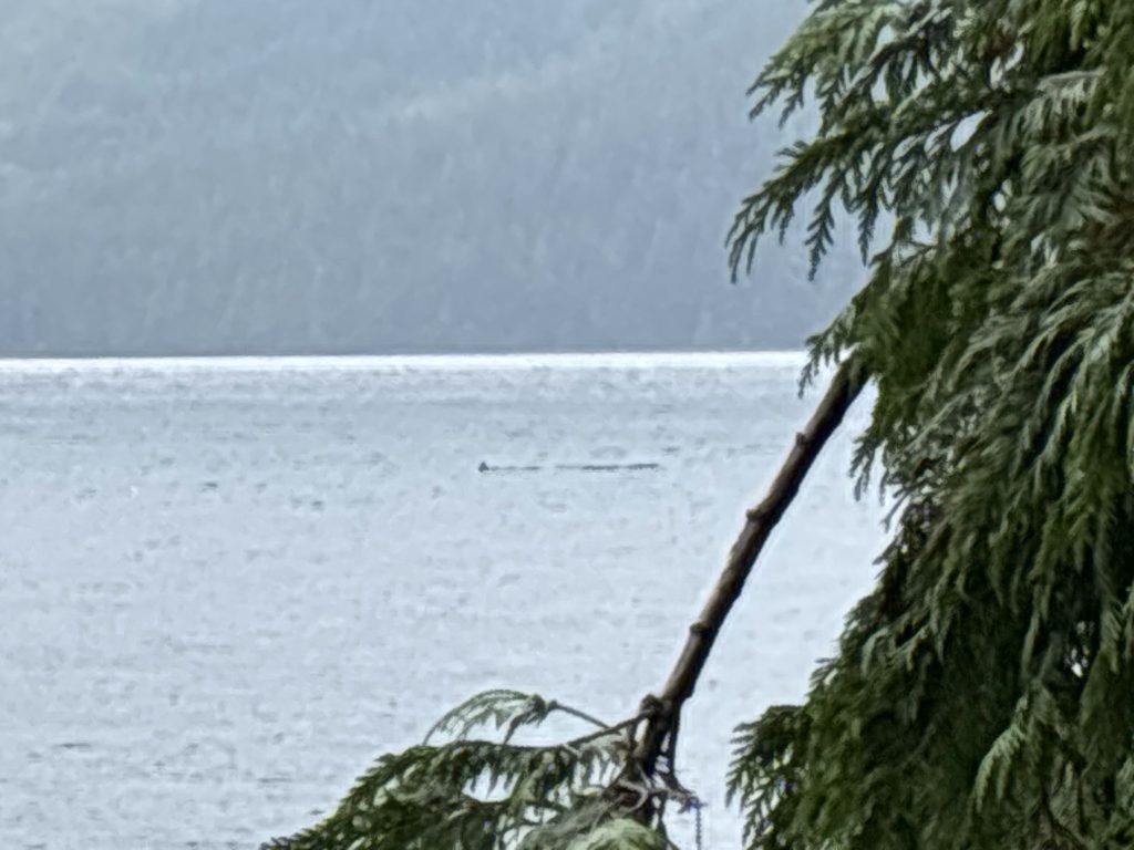 Bob Rein Reflections Off The Grid Serene lake or sea scene surrounded by dense forest, misty overcast sky, and coniferous tree branch with vibrant green needles